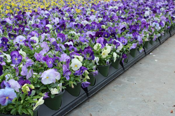 Pansy viola x wittrockiana