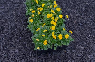 Viola cornuta