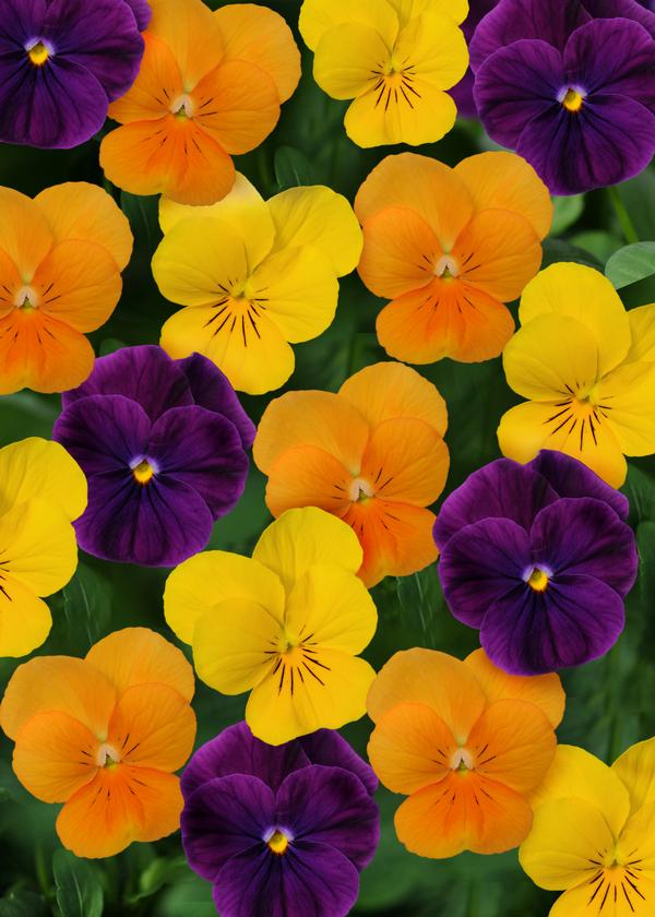 Viola cornuta 'Sorbet Harvest Mix'