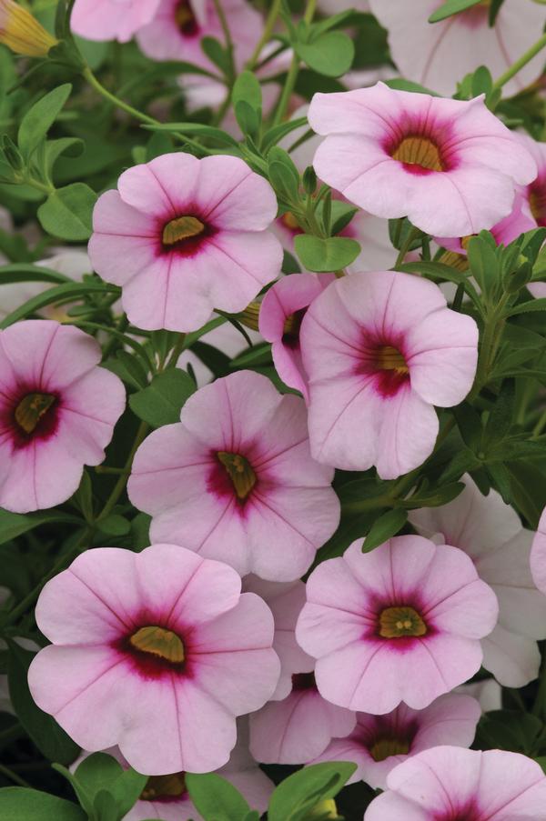 Calibrachoa hybrida 'Minifamous Neo Light Pink w/ Eye'