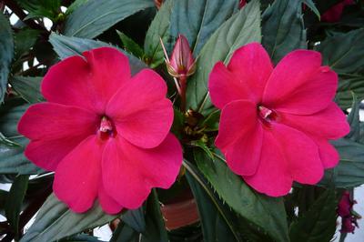 SunPatiens x Hybrida