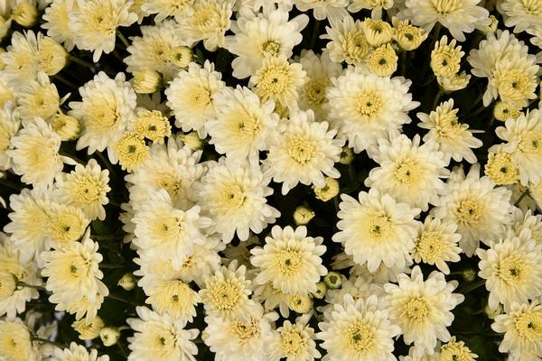 Mum chrysanthemum x morifolium 'Shannon White'