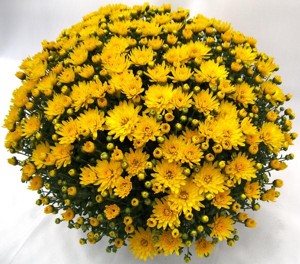 Mum chrysanthemum x morifolium 'Veritas Yellow'