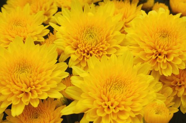 Mum chrysanthemum x morifolium 'Yellow Tang'