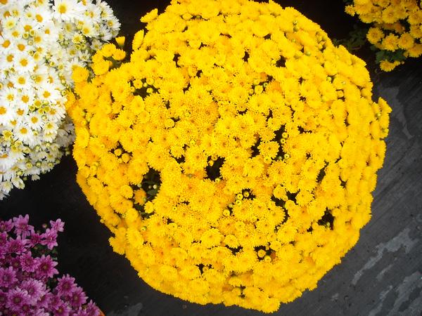 Mum chrysanthemum x morifolium