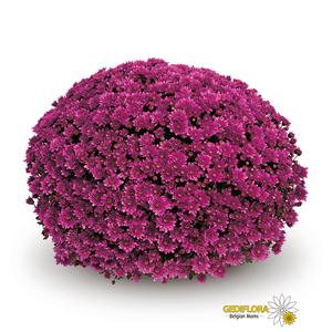 Mum chrysanthemum x morifolium 'Mefisto Purple'