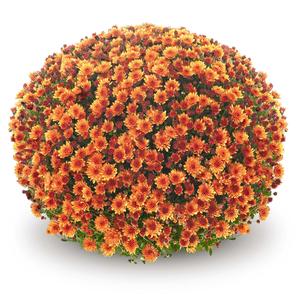 Mum chrysanthemum x morifolium 'Veritas Orange'