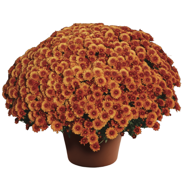 Mum chrysanthemum x morifolium 'Beverly Bronze'