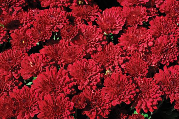 Mum chrysanthemum x morifolium 'Red Ryder'