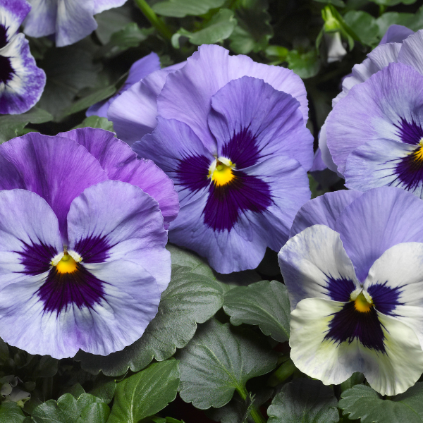 Pansy viola x wittrockiana 'Delta Classic Marina'