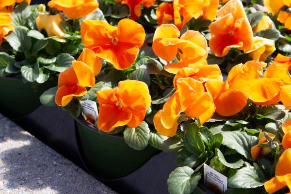 Pansy viola x wittrockiana