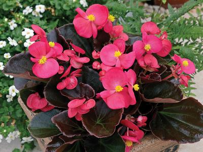 Begonia semperflorens cultorum