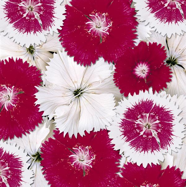 Dianthus chinensis x barbatus 'Floral Lace Hearts of Fire'