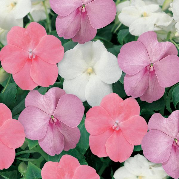 Impatiens walleriana