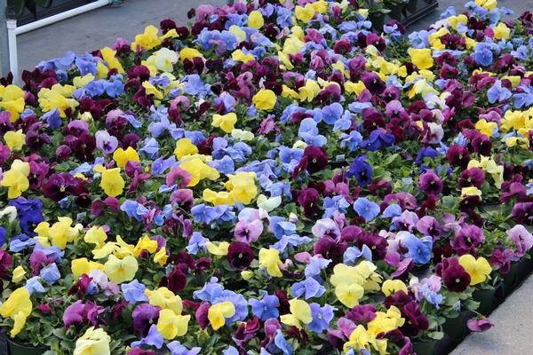 Pansy viola x wittrockiana