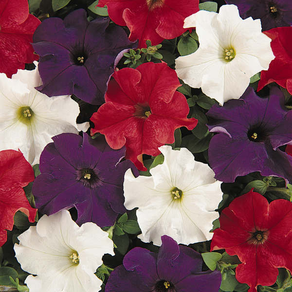 Petunia hybrida 'Dreams Patriot Mix'