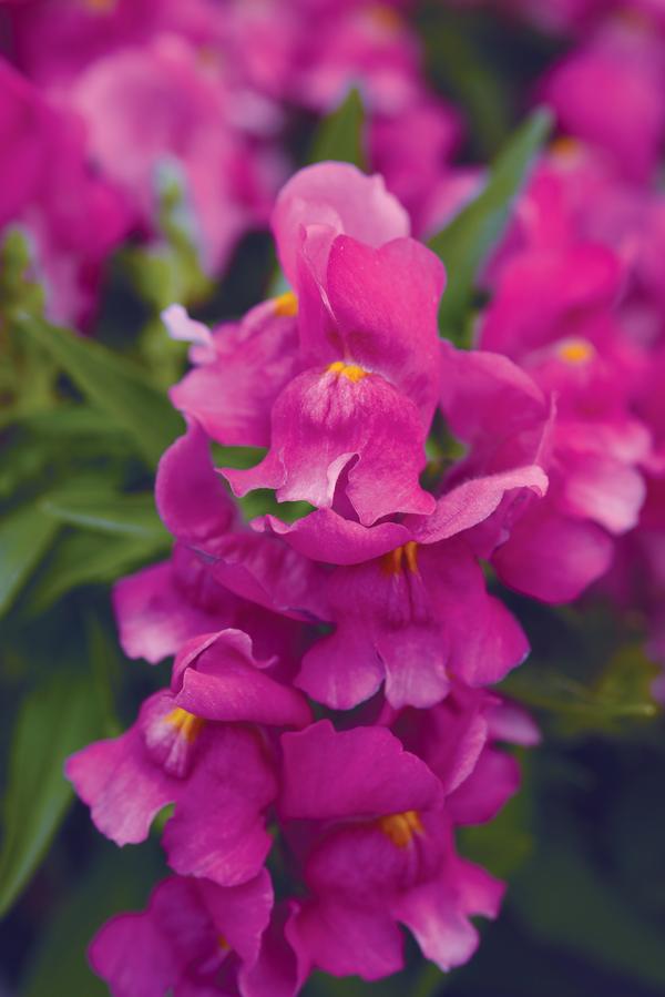 Snapdragon antirrhinum majus 'Snapshot Purple'