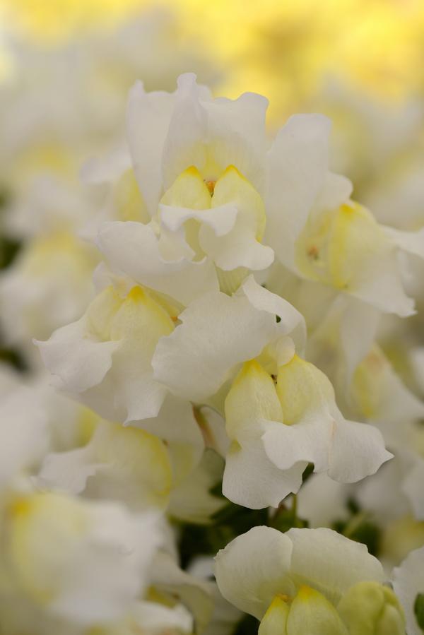 Snapdragon antirrhinum majus 'Snapshot White'