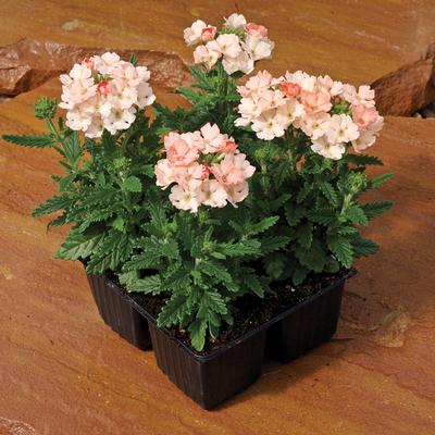 Verbena hybrida 'Tuscany Peach'