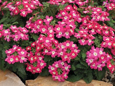 Verbena hybrida