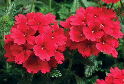 Verbena hybrida