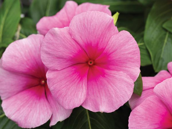 Vinca catharanthus roseus