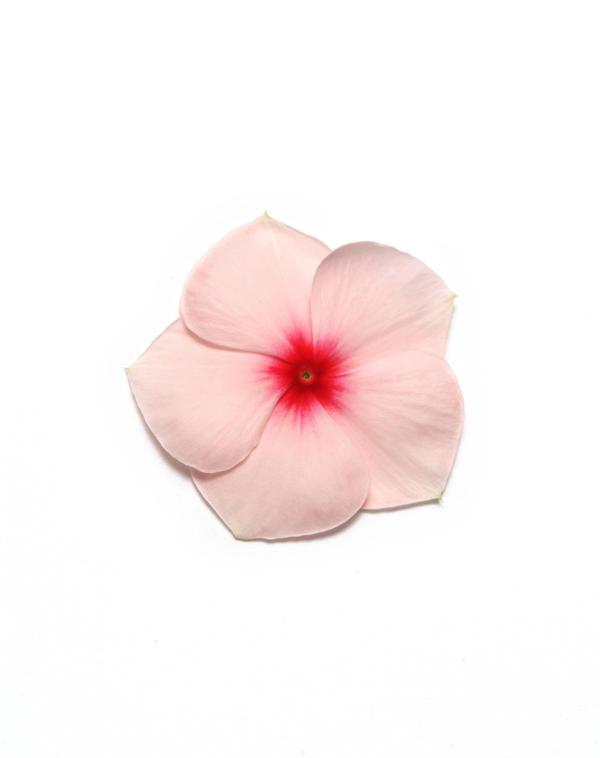Vinca catharanthus roseus