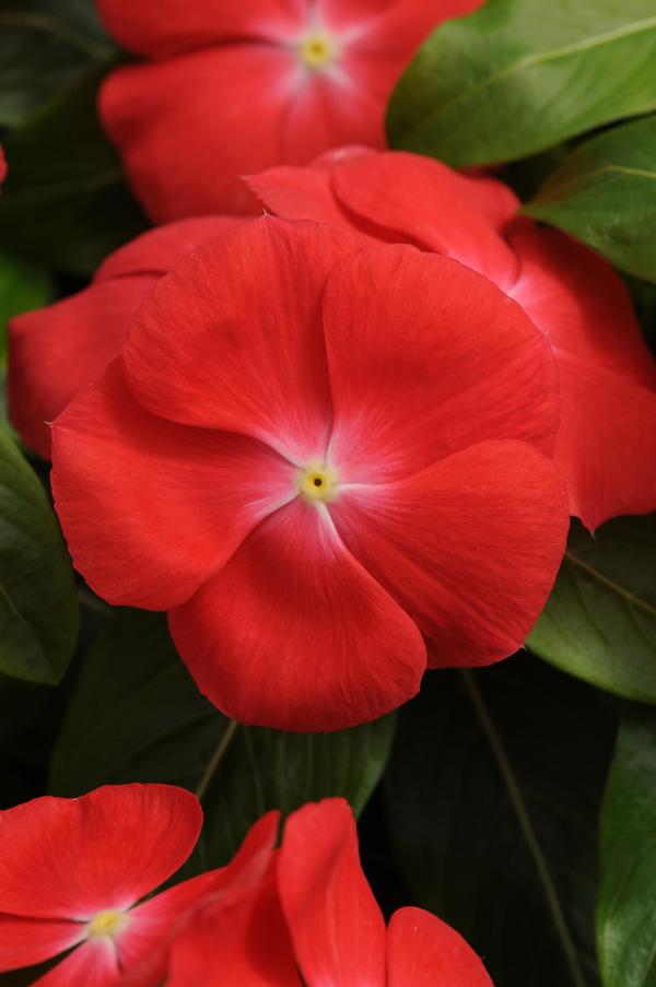 Vinca catharanthus roseus 'Pacifica Orange Xp'