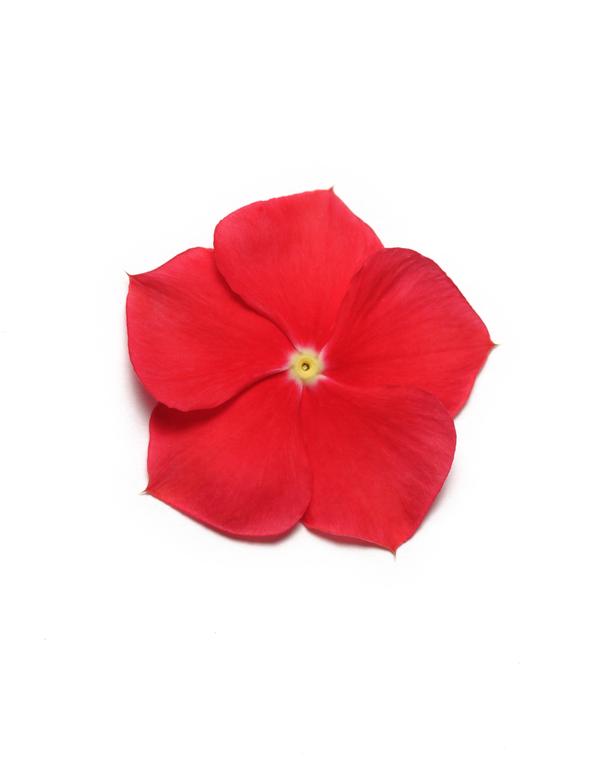 Vinca catharanthus roseus