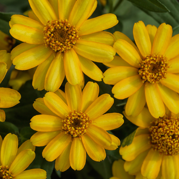 Zinnia hybrida 'Profusion Yellow'