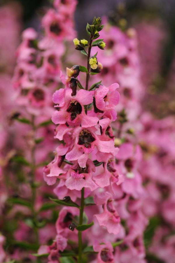 Angelonia angustifolia 'Serenita Pink'