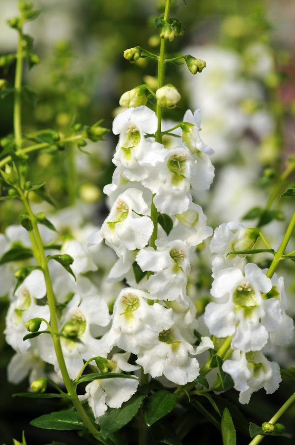 Angelonia angustifolia 'Serenita White'