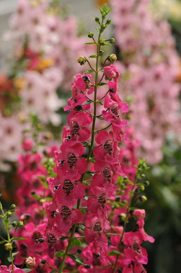 Angelonia angustifolia 'Archangel Dark Rose'