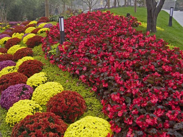 Begonia benariensis 'Big Bronze Leaf Red'