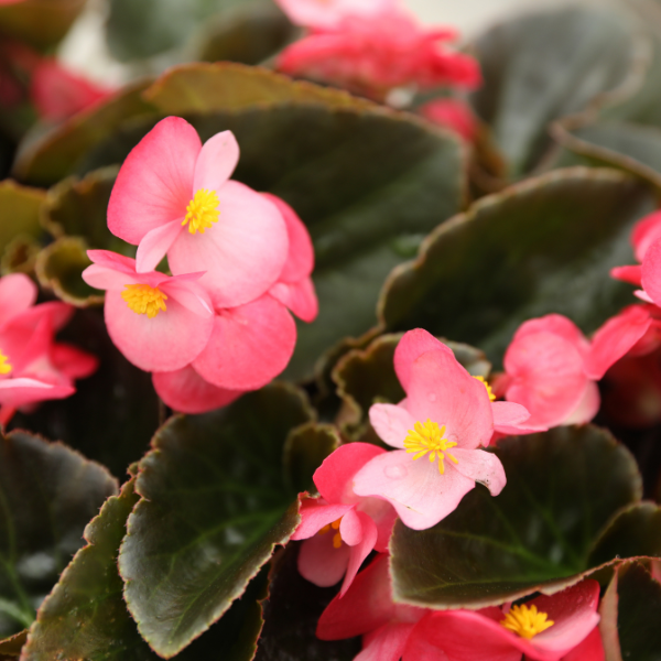 Begonia benariensis