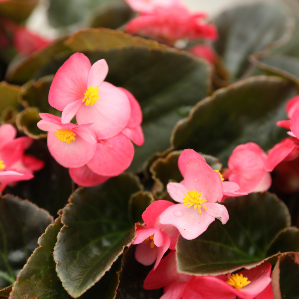 Begonia benariensis 'Big Bronze Leaf Rose'