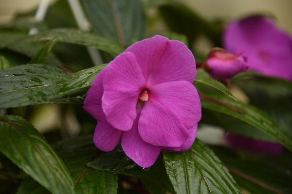 New Guinea impatiens hawkerii 'Sonic Amethyst'