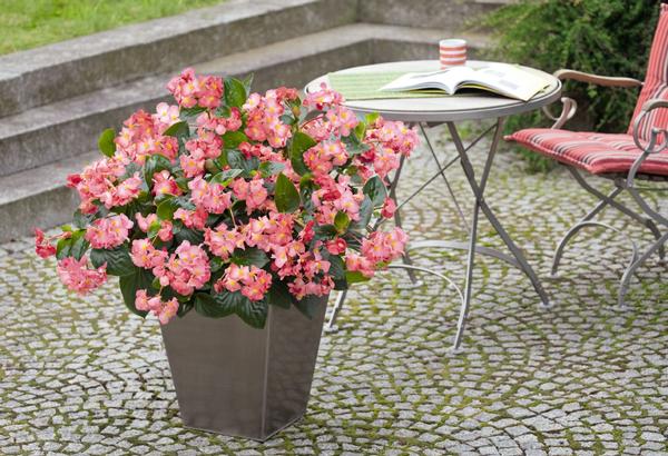 Begonia benariensis 'Big Green Leaf Pink'