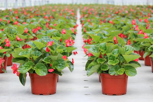 Begonia benariensis 'Big Green Leaf Red'