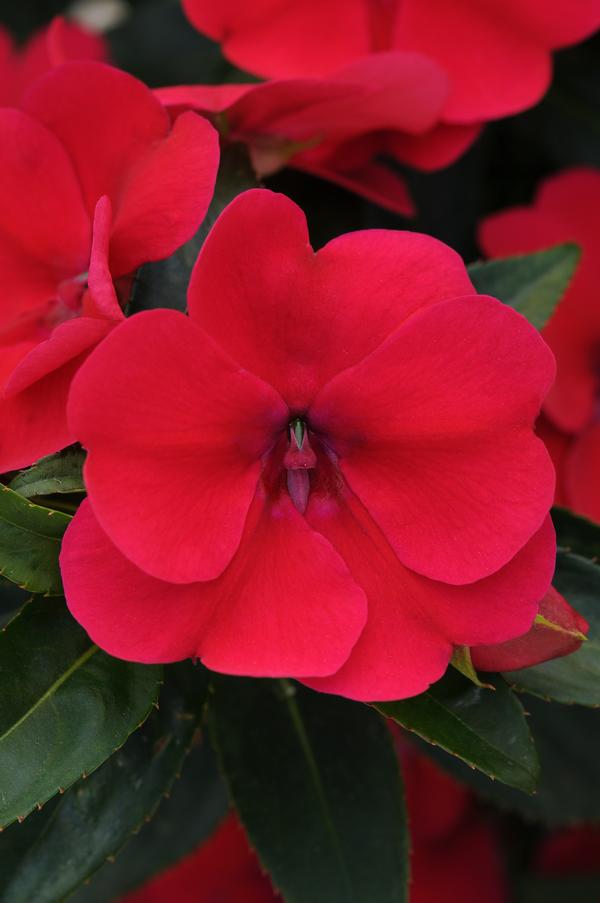 Impatiens interspecific 'Bounce Cherry'