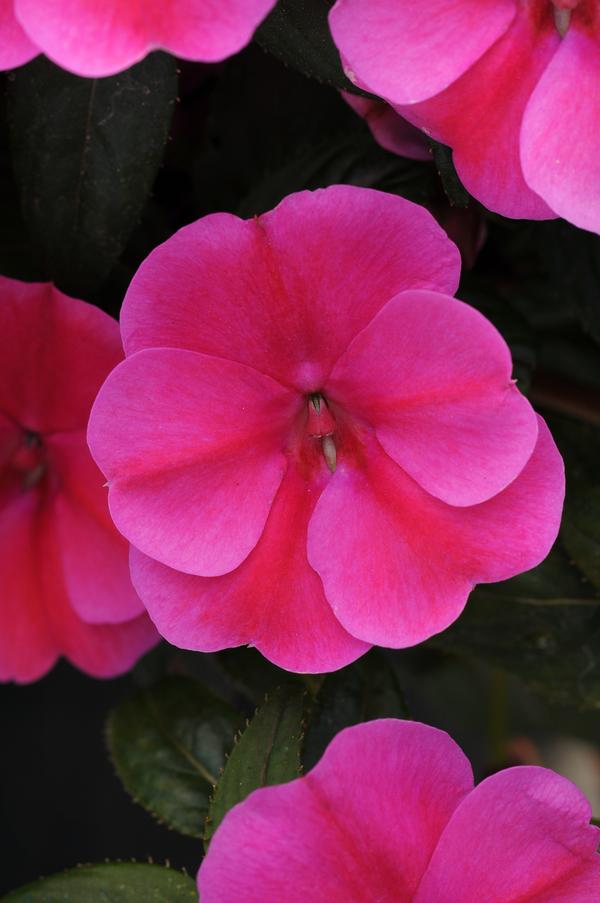 Impatiens interspecific 'Bounce Pink Flame'
