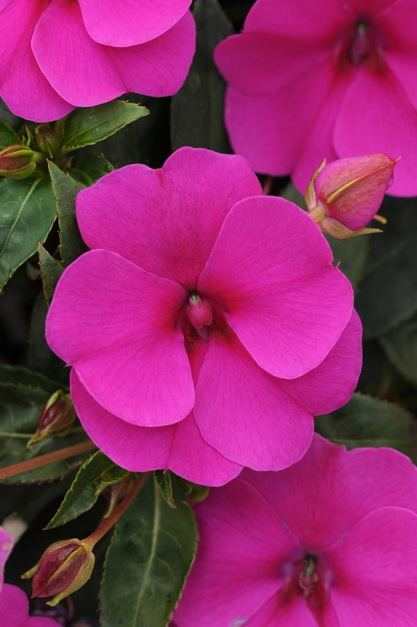 Impatiens interspecific 'Bounce Violet'