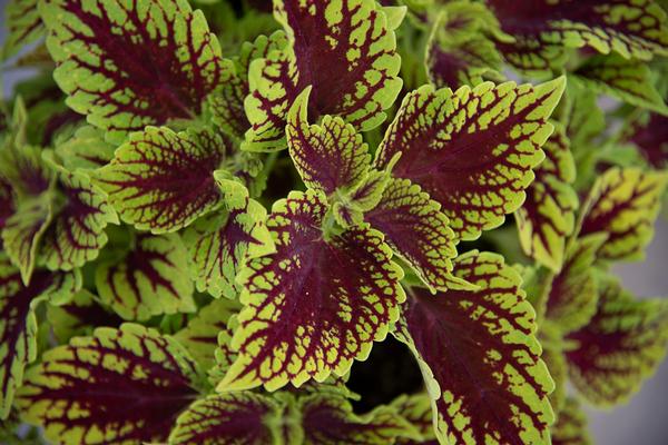 Coleus scutellarioides 'Coleosauras'