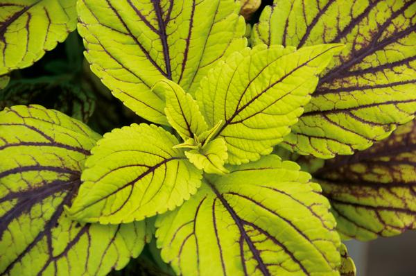 Coleus scutellarioides 'Gay's Delight'