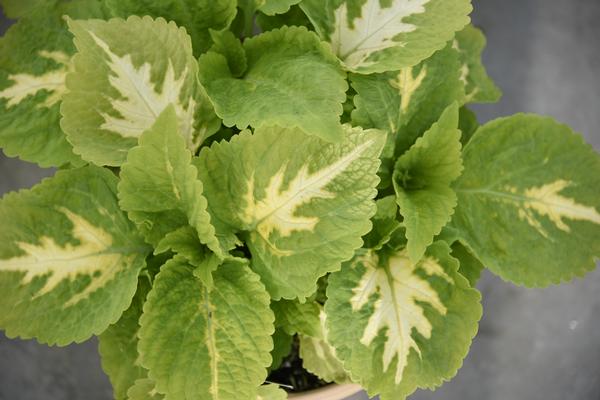 Coleus scutellarioides 'Kong Jr. Green Halo'