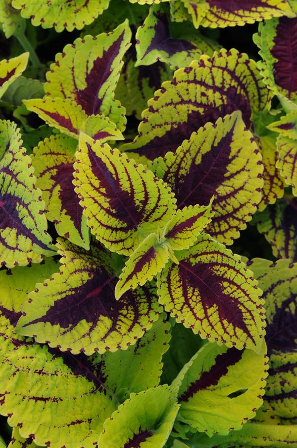 Coleus scutellarioides 'Kong Jr. Lime Vein'