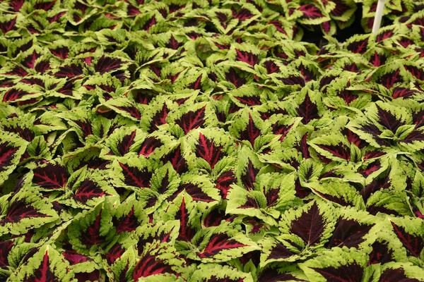 Coleus scutellarioides 'Kong Jr. Rose'