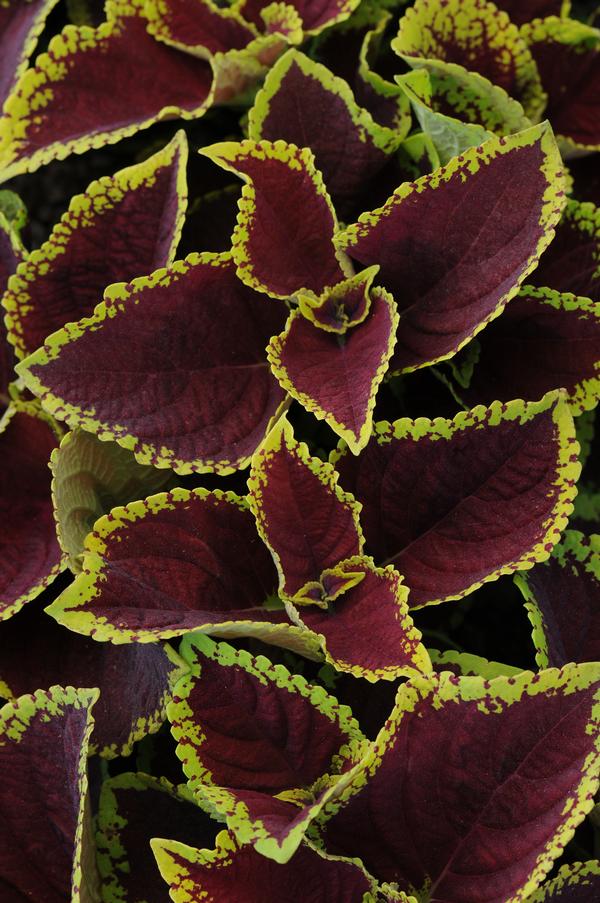 Coleus scutellarioides 'Kong Jr. Scarlet'