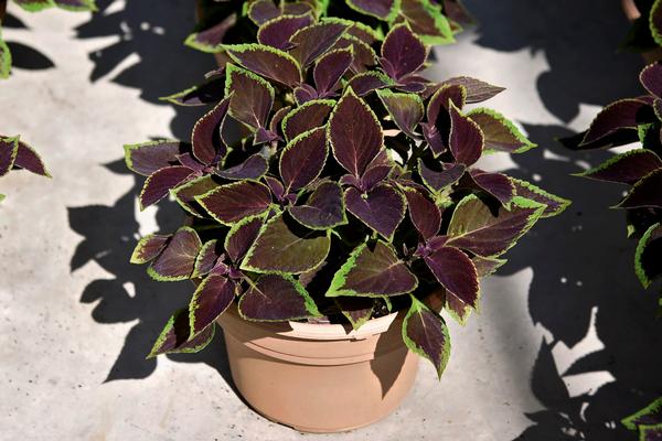 Coleus scutellarioides 'Vino'