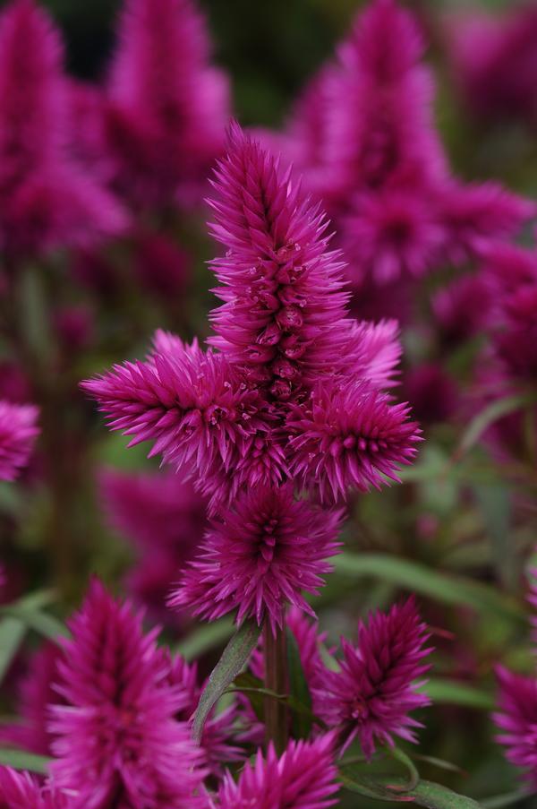 Celosia argentea